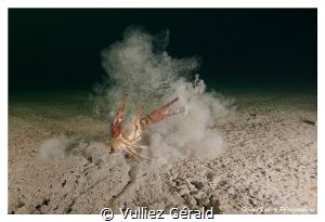 Crawfish in cold water. Little Lake in Switzerland by Vulliez Gérald 